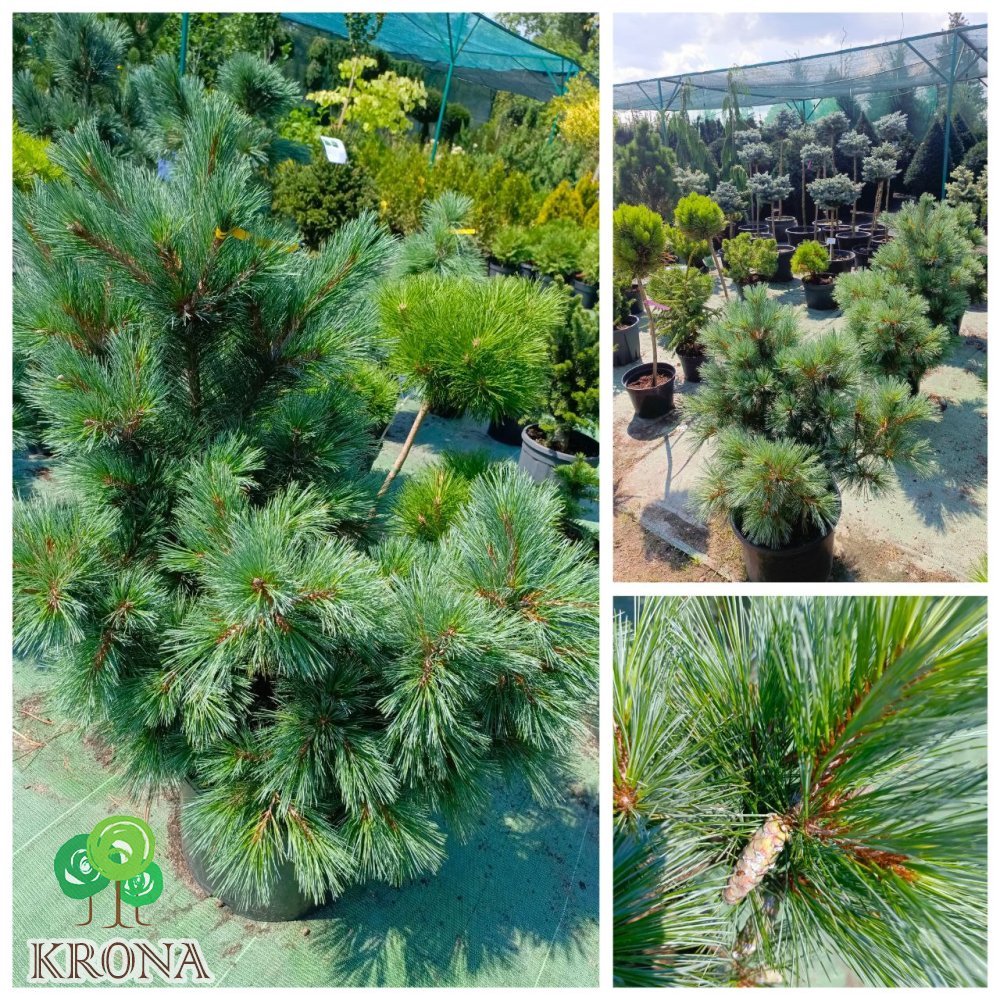 Саджанці купити Сосна гнучка  (Pinus flexilis) "Pygmaea"/Пігмея /H 80-100см/ контейнер 25 L