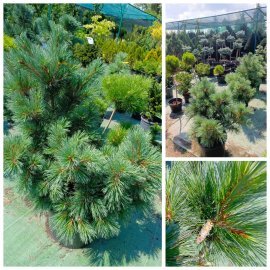 Сосна гнучка  (Pinus flexilis) "Pygmaea"/Пігмея /H 80-100см/ контейнер 25 L