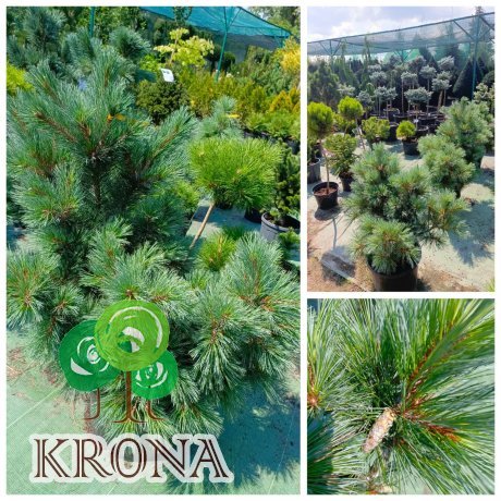 Саджанці купити Сосна гнучка  (Pinus flexilis) "Pygmaea"/Пігмея /H 80-100см/ контейнер 25 L