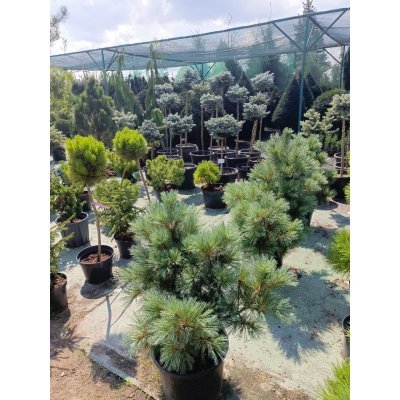 Саджанці купити Сосна гнучка  (Pinus flexilis) "Pygmaea"/Пігмея /H 80-100см/ контейнер 25 L