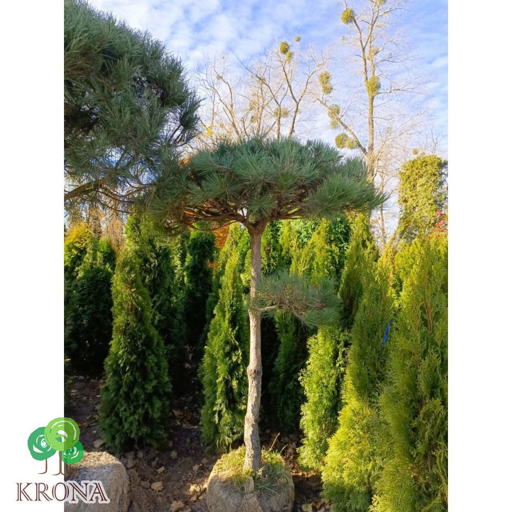Саджанці купити Сосна чорна / австрійська формована на штамбі  (Рinus nigra)/ stam H 150 см /НО 22-24 см/ ком