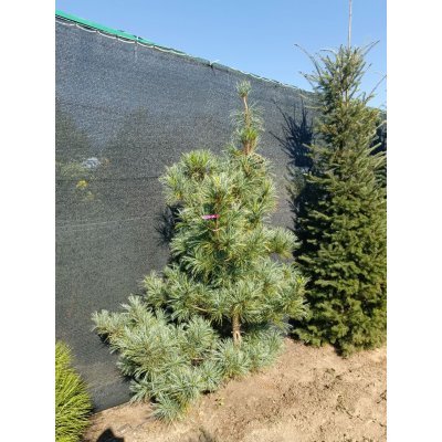 Саджанці купити Сосна кедрова  корейська (Pinus koraiensis) "Silveray"/H 180-210 см/ ком