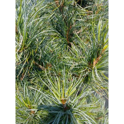 Саджанці купити Сосна кедрова  корейська (Pinus koraiensis) "Silveray"/H 180-210 см/ ком