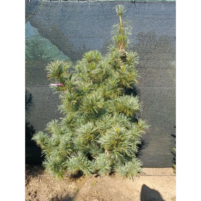 Саджанці купити Сосна кедрова  корейська (Pinus koraiensis) "Silveray"/H 180-210 см/ ком