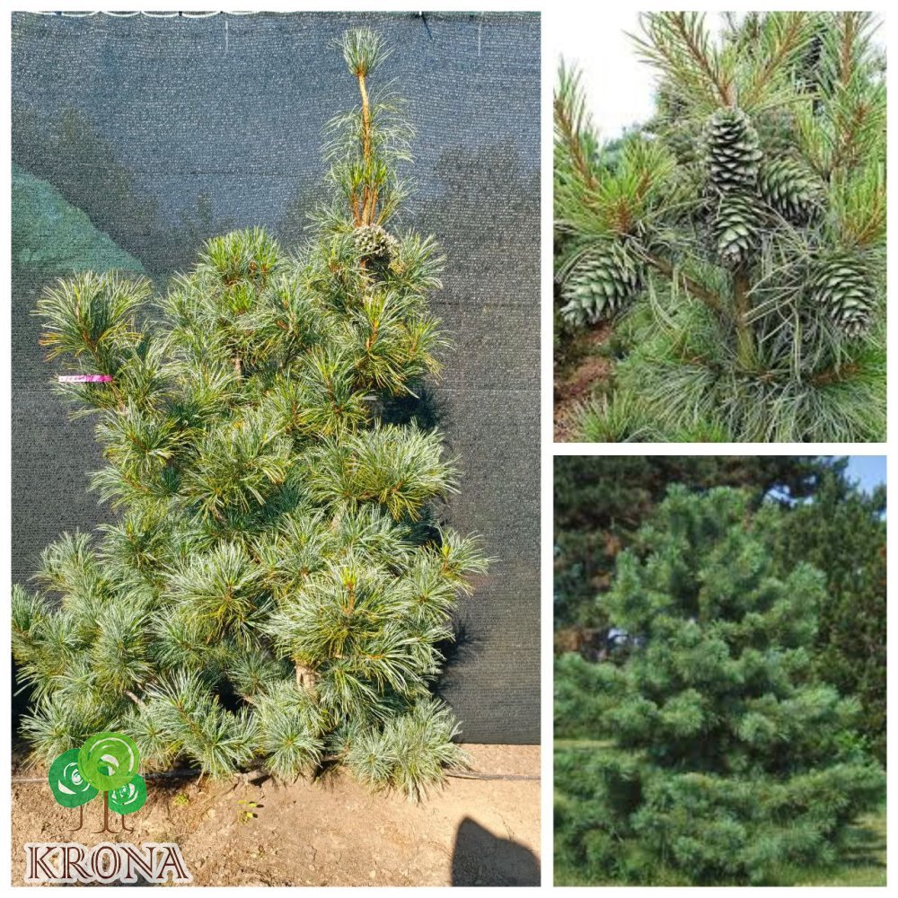 Саджанці купити Сосна кедрова  корейська (Pinus koraiensis) "Silveray"/H 180-210 см/ ком