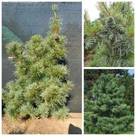Сосна кедрова  корейська (Pinus koraiensis) "Silveray"/H 180-210 см/ ком