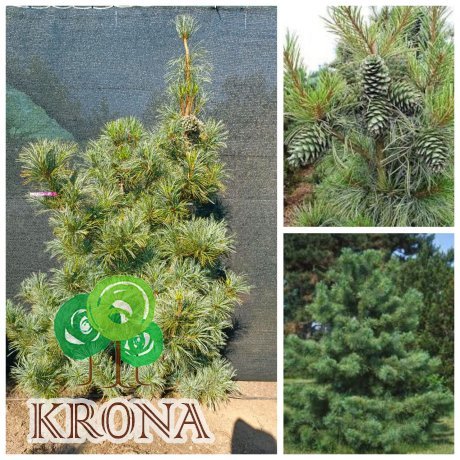 Саджанці купити Сосна кедрова  корейська (Pinus koraiensis) "Silveray"/H 180-210 см/ ком