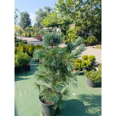 Саджанці купити Сосна гнучка (Pinus flexilis) "Vanderwolf's Pyramid" /Н 100-110 см/контейнер С25 L