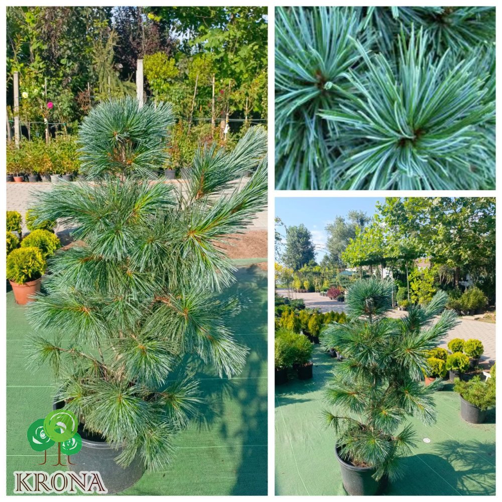 Саджанці купити Сосна гнучка (Pinus flexilis) "Vanderwolf's Pyramid" /Н 100-110 см/контейнер С25 L