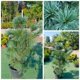 Сосна гнучка (Pinus flexilis) "Vanderwolf's Pyramid" /Н 100-110 см/контейнер С25 L Сосна гнучка (Pinus flexilis) "Vanderwolf's Pyramid" /Н 100-110 см/контейнер С25 L