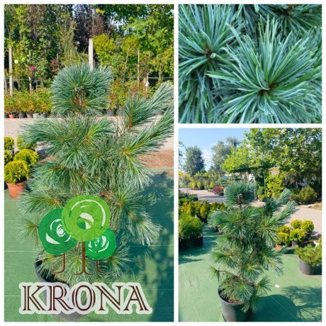 Саджанці купити Сосна гнучка (Pinus flexilis) "Vanderwolf's Pyramid" /Н 100-110 см/контейнер С25 L