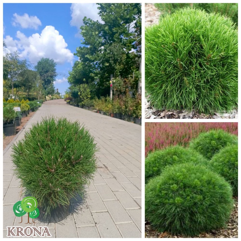 Саджанці купити Сосна гірська (Pinus mugo) "Varella" / Н 40 см /D 40*40 см/ контейнер C 7.5 L