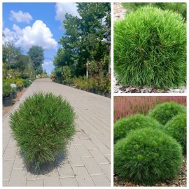 Сосна гірська (Pinus mugo) "Varella" / Н 40 см /D 40*40 см/ контейнер C 7.5 L