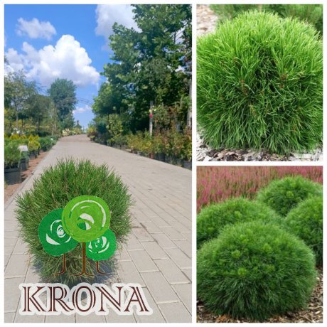 Саджанці купити Сосна гірська (Pinus mugo) "Varella" / Н 40 см /D 40*40 см/ контейнер C 7.5 L
