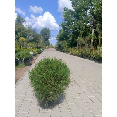 Саджанці купити Сосна гірська (Pinus mugo) "Varella" / Н 40 см /D 40*40 см/ контейнер C 7.5 L