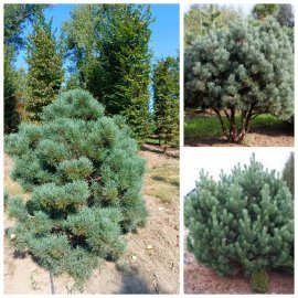 Сосна звичайна (Pinus sylvestris) "Watereri" / Н150-170 см / ком