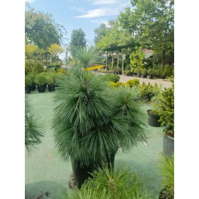 Саджанці купити Сосна Шверіна (Pinus schwerinii) "Wiethorst" / Н 80 см + / контейнер С25 L