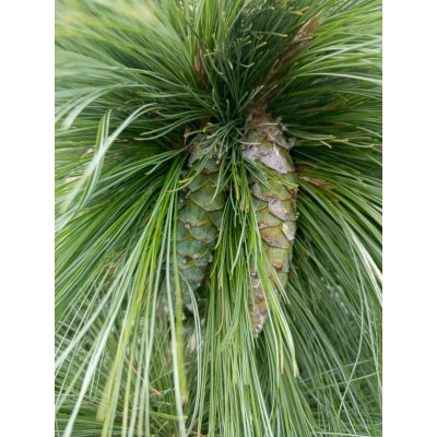 Саджанці купити Сосна Шверіна (Pinus schwerinii) "Wiethorst" / Н 80 см + / контейнер С25 L
