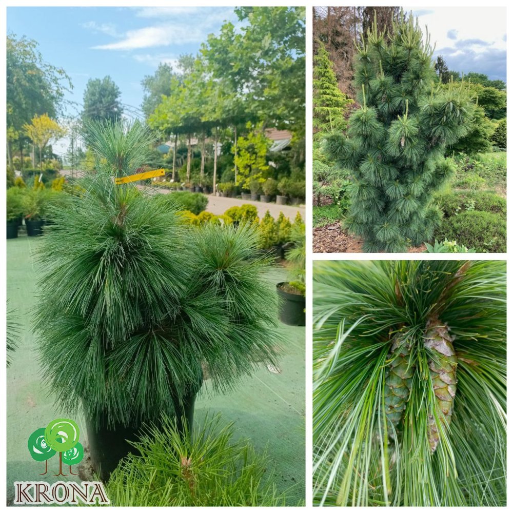 Саджанці купити Сосна Шверіна (Pinus schwerinii) "Wiethorst" / Н 80 см + / контейнер С25 L