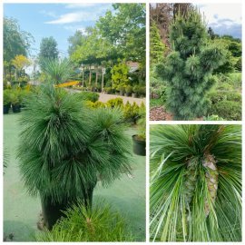 Сосна Шверіна (Pinus schwerinii) "Wiethorst" / Н 80 см + / контейнер С25 L