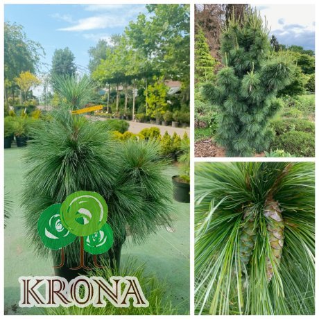 Саджанці купити Сосна Шверіна (Pinus schwerinii) "Wiethorst" / Н 80 см + / контейнер С25 L