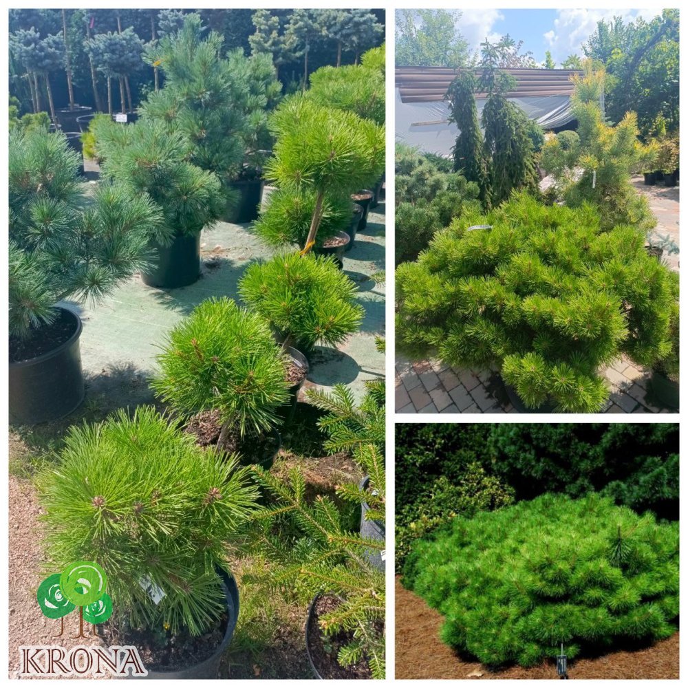 Саджанці купити Сосна густоквіткова "Jane Kluis" /Жан Клаус /H35-40 см/D40*40 см контейнер  С 25 L