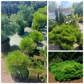 Сосна густоквіткова "Jane Kluis" /Жан Клаус /H35-40 см/D40*40 см контейнер  С 25 L
