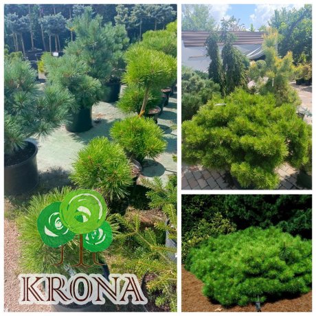 Саджанці купити Сосна густоквіткова "Jane Kluis" /Жан Клаус /H35-40 см/D40*40 см контейнер  С 25 L