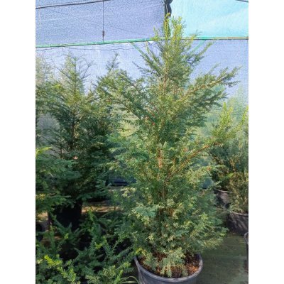 Саджанці купити Тис ягідний "Баката"/ (Taxus baccata) /Н 180-210 см/контейнер С85 L