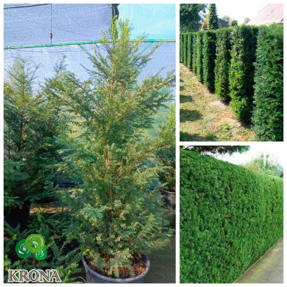 Саджанці купити Тис ягідний "Баката"/ (Taxus baccata) /Н 180-210 см/контейнер С85 L