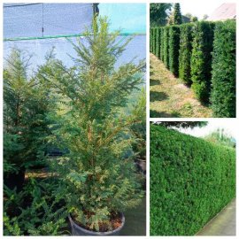 Тис ягідний "Баката"/ (Taxus baccata) /Н 180-210 см/контейнер С85 L
