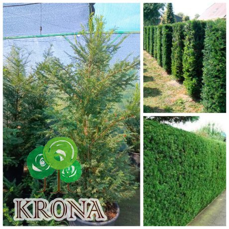 Саджанці купити Тис ягідний "Баката"/ (Taxus baccata) /Н 180-210 см/контейнер С85 L
