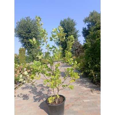 Саджанці купити Тюльпановое дерево (Liriodendron tulipifera) /H 180-210 см/ контейнер 50 L