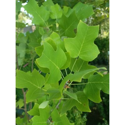 Саджанці купити Тюльпановое дерево (Liriodendron tulipifera) /H 180-210 см/ контейнер 50 L