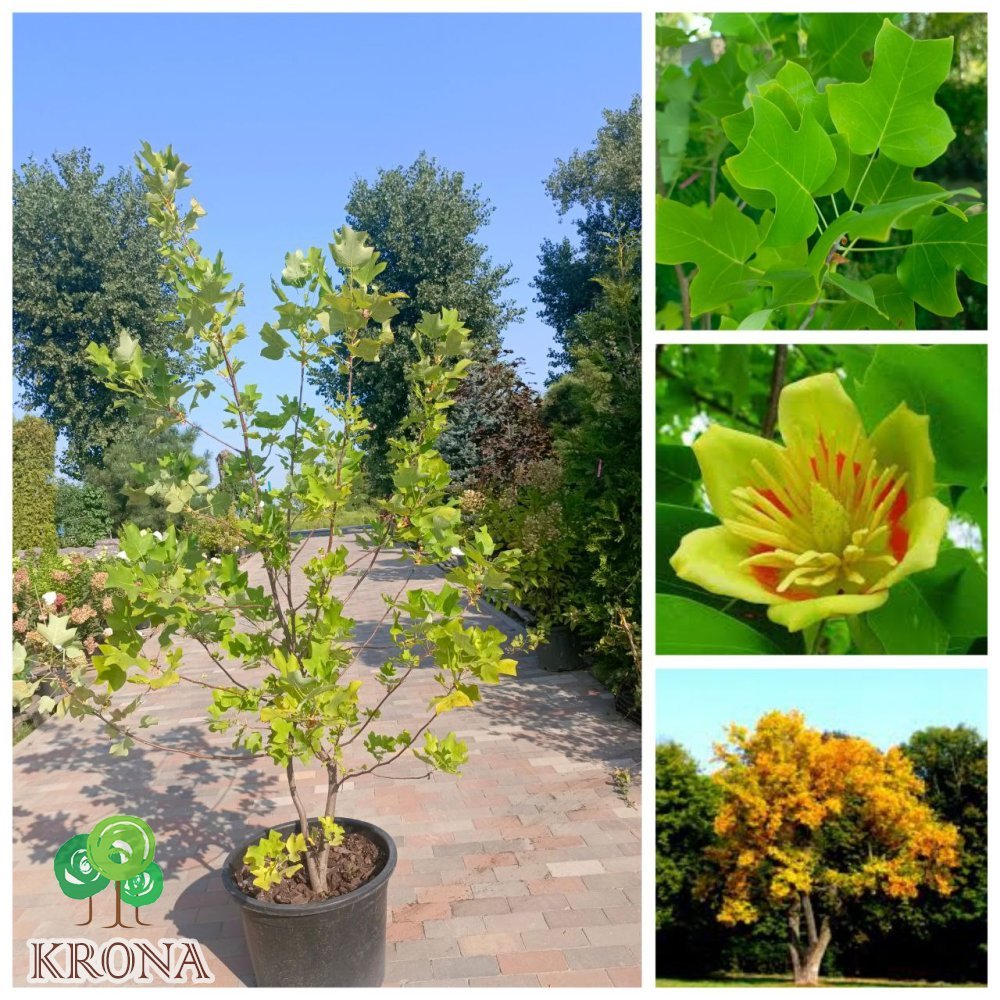 Саджанці купити Тюльпановое дерево (Liriodendron tulipifera) /H 180-210 см/ контейнер 50 L