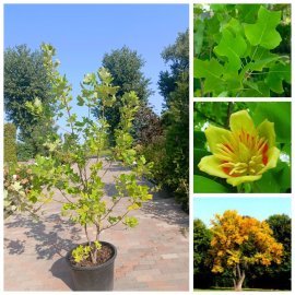 Тюльпановое дерево (Liriodendron tulipifera) /H 180-210 см/ контейнер 50 L