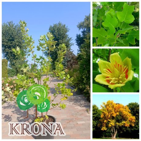 Саджанці купити Тюльпановое дерево (Liriodendron tulipifera) /H 180-210 см/ контейнер 50 L