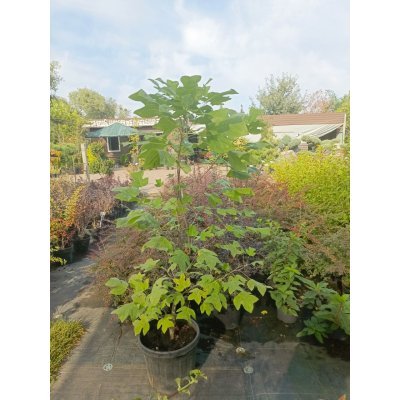 Саджанці купити Тюльпанове дерево (Liriodendron tulipifera) /Н 130-150 см/ контейнер 25 L