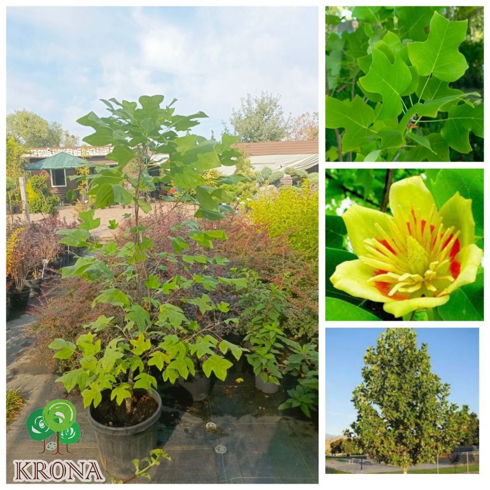 Саджанці купити Тюльпанове дерево (Liriodendron tulipifera) /Н 130-150 см/ контейнер 25 L