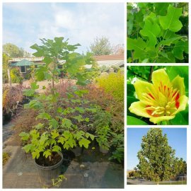 Тюльпанове дерево (Liriodendron tulipifera) /Н 130-150 см/ контейнер 25 L