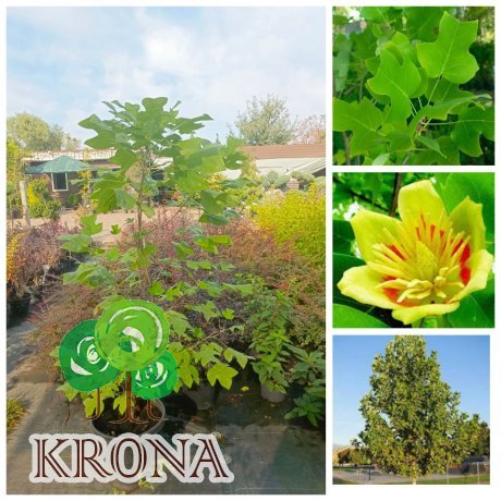 Саджанці купити Тюльпанове дерево (Liriodendron tulipifera) /Н 130-150 см/ контейнер 25 L