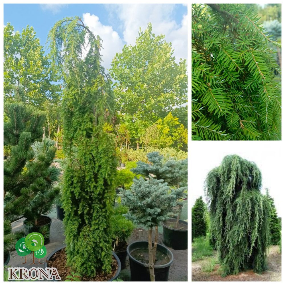 Саджанці купити Тсуга канадська "Пендула"  (Tsuga canadensis) "Pendula" / H200 см + / контейнер C65 L