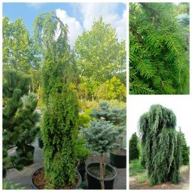 Тсуга канадська "Пендула"  (Tsuga canadensis) "Pendula" / H200 см + / контейнер C65 L