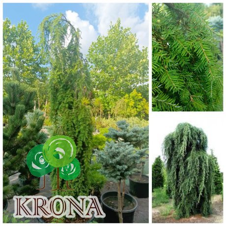 Саджанці купити Тсуга канадська "Пендула"  (Tsuga canadensis) "Pendula" / H200 см + / контейнер C65 L