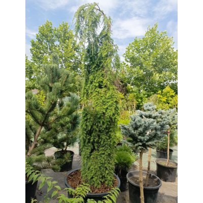 Саджанці купити Тсуга канадська "Пендула"  (Tsuga canadensis) "Pendula" / H200 см + / контейнер C65 L