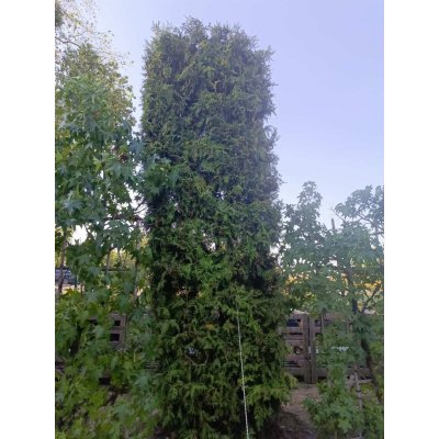 Саджанці купити Туя західна (Thuja occidentalis) "Brabant" /Брабант/формована  /Н 400  см +/D 120см*120 см/ ком