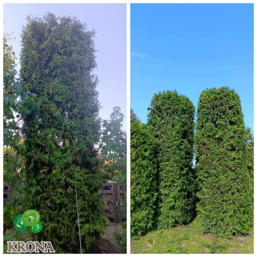 Саджанці купити Туя західна (Thuja occidentalis) "Brabant" /Брабант/формована  /Н 400  см +/D 120см*120 см/ ком