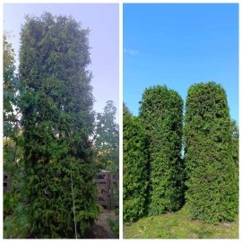 Туя західна (Thuja occidentalis) "Brabant" /Брабант/формована  /Н 400  см +/D 120см*120 см/ ком
