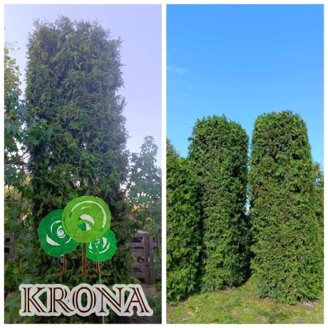 Саджанці купити Туя західна (Thuja occidentalis) "Brabant" /Брабант/формована  /Н 400  см +/D 120см*120 см/ ком