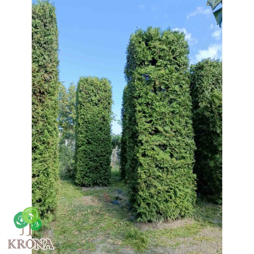 Саджанці купити Туя західна (Thuja occidentalis) "Brabant"/ Брабант/  формована  /Н 400-500 см/D 120см*120 см/ ком
